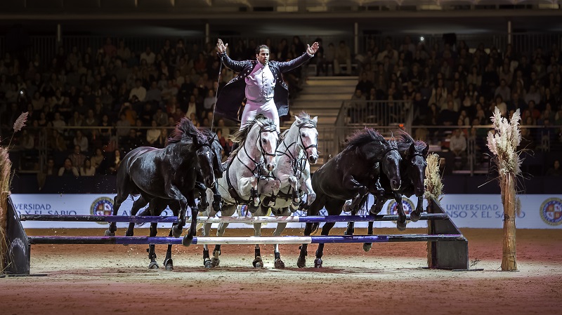 equestrian news Lorenzo Hoys equestrian news