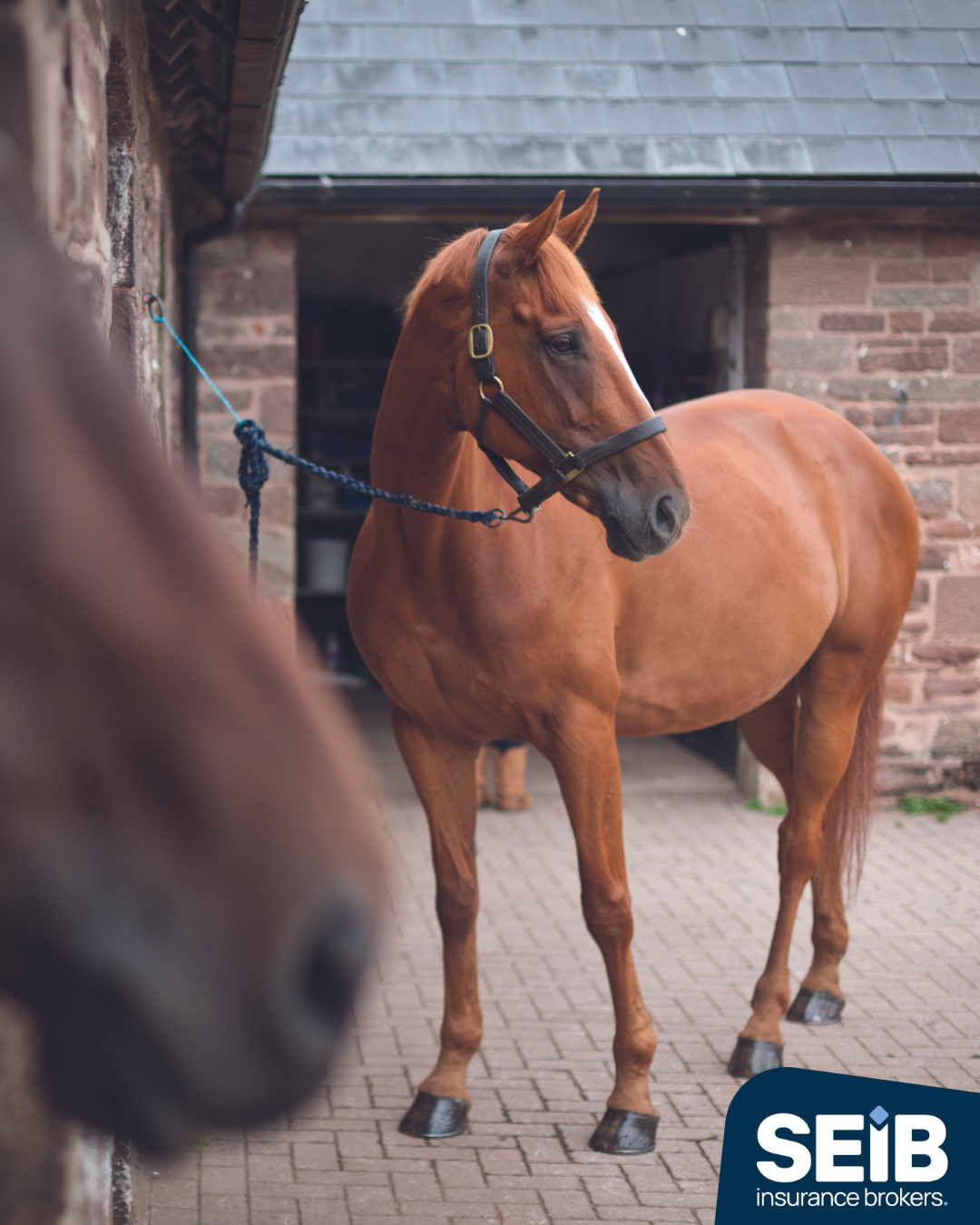 SEIB Livery Insurance 1