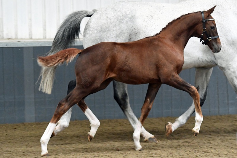 equestrian news the equestrian index Dengie foal case study