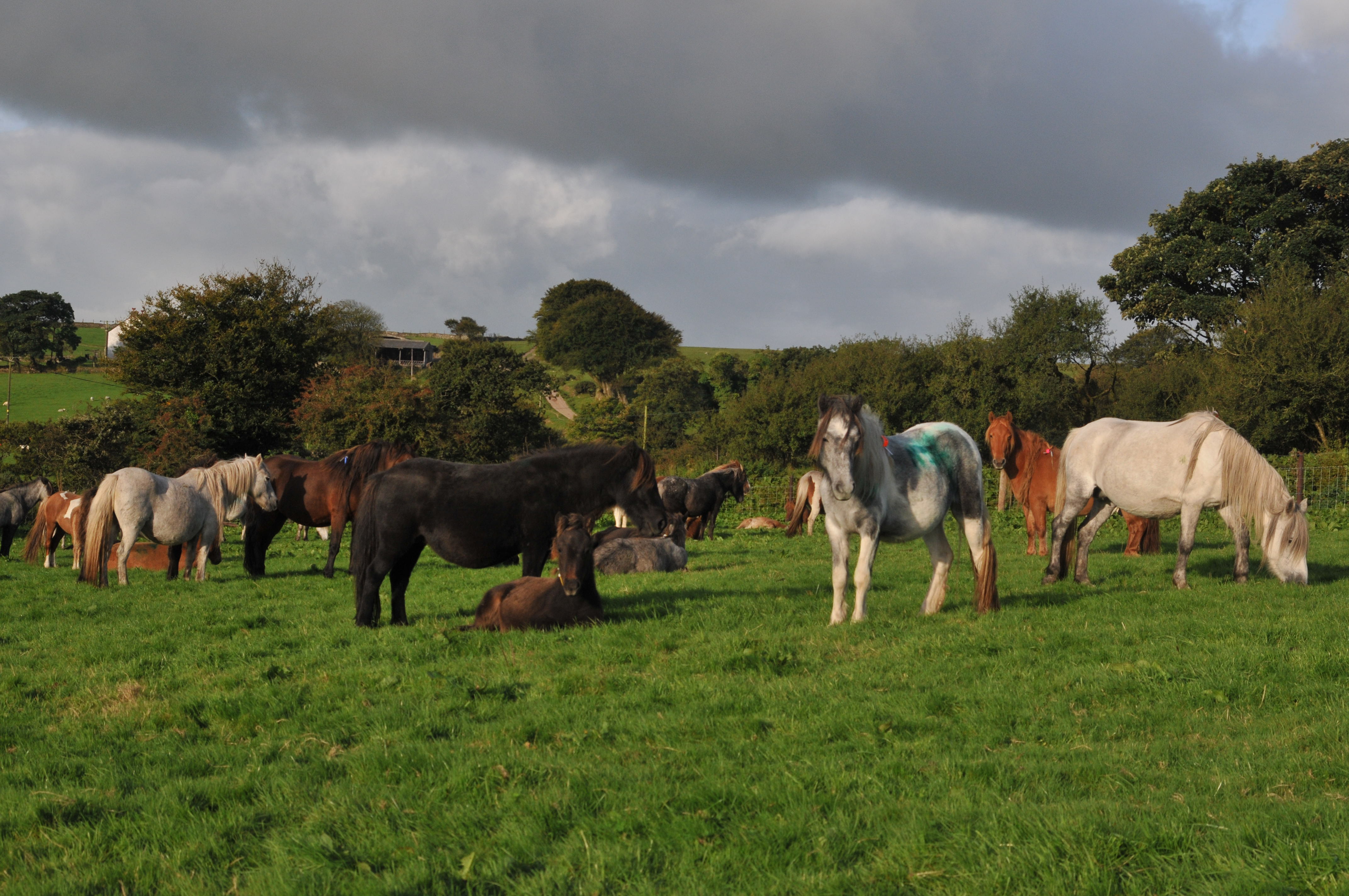 REdwings round up of feral ponies