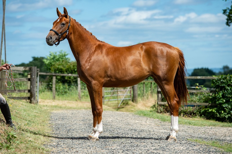 equestrian news the equestrian index headmore valentina dengie article