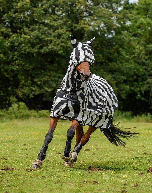 equestrian news bucas zebra rug