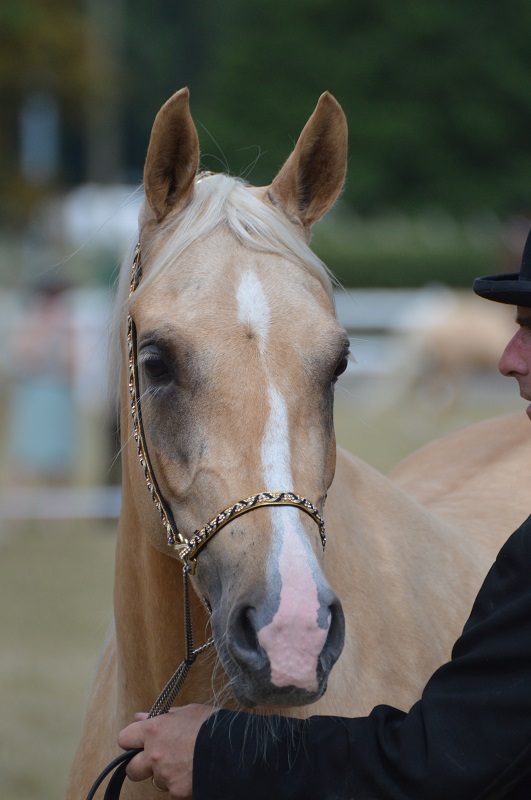 equestrian news palomino society equestrian news