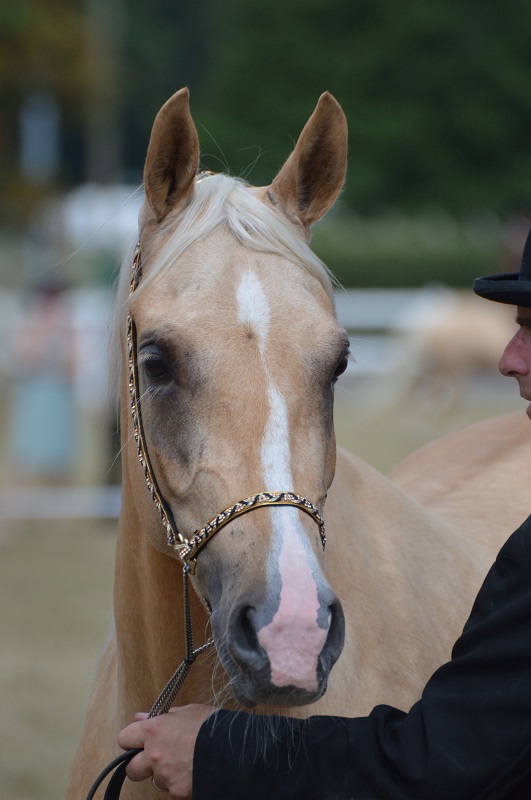 palomino society equestrian news