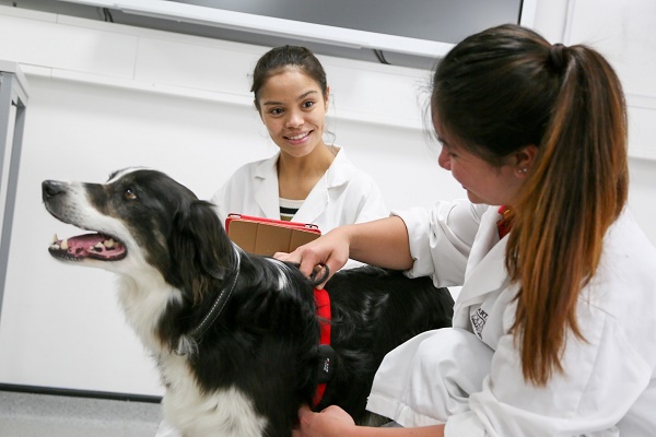 equestrian index equestrian news studies