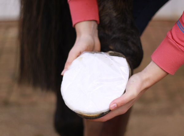 laminitis