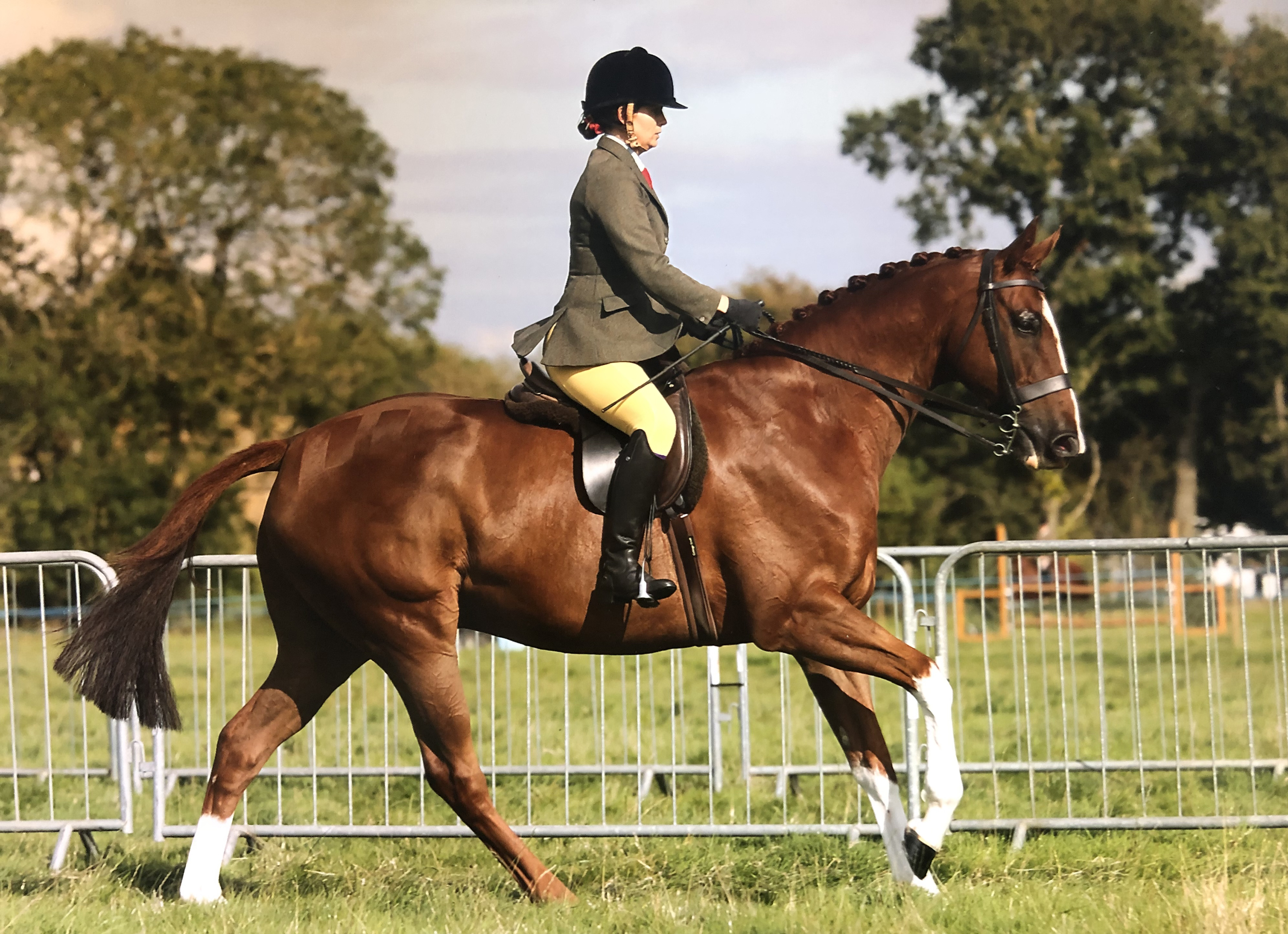 equestrian news the equestrian index Ginger biscuits and mollichaff shine