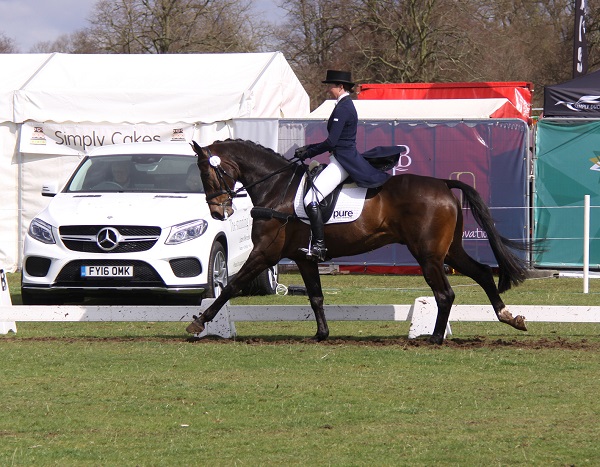 equestrian index equestrian news bear