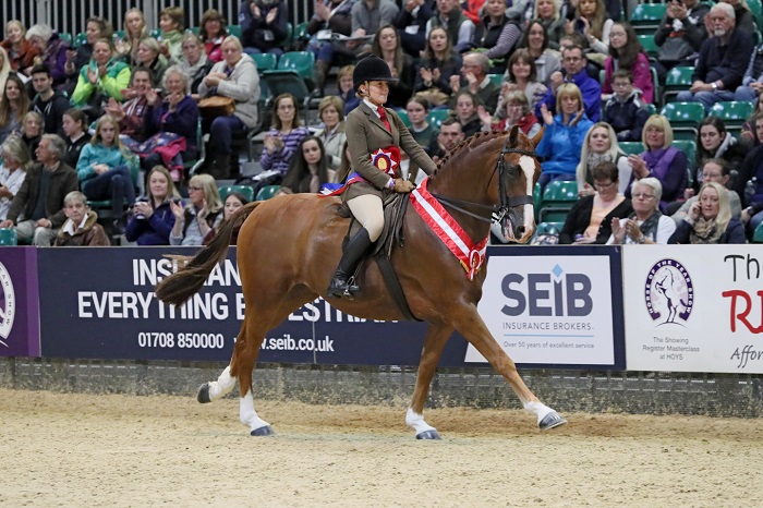 hunter pony of the year hoys 2018