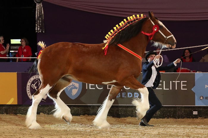shire horse of the year hoys 2018