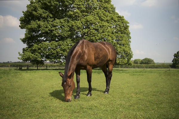 equestrian news equestrian index field