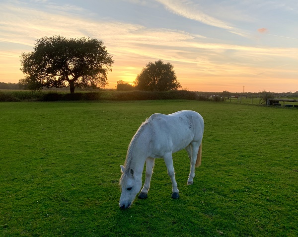 equestrian index equestrian news edw