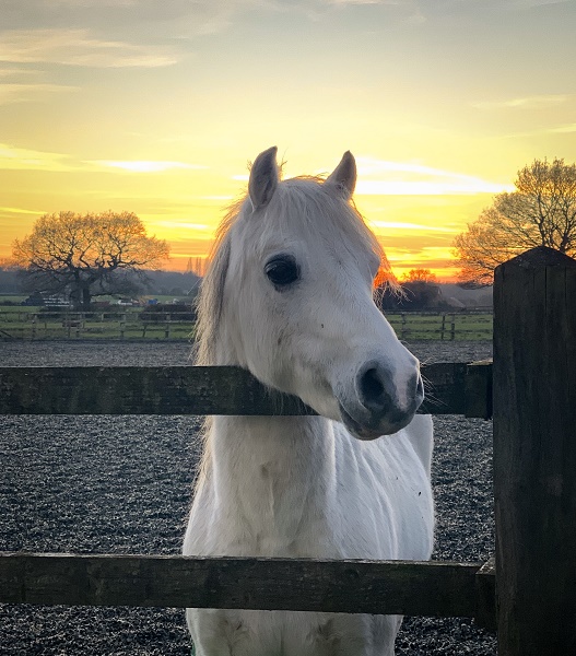 equestrian index equestrian news ed