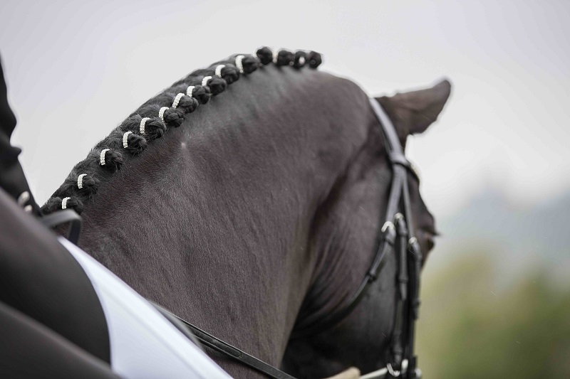 Equestrian News Equestrian Index bands