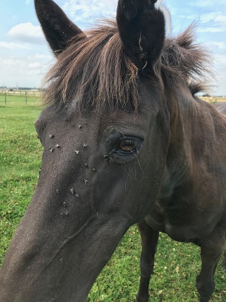 Equestrian News Equestrian Index flies