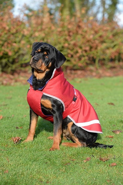 equestrian news equestrian index freedom