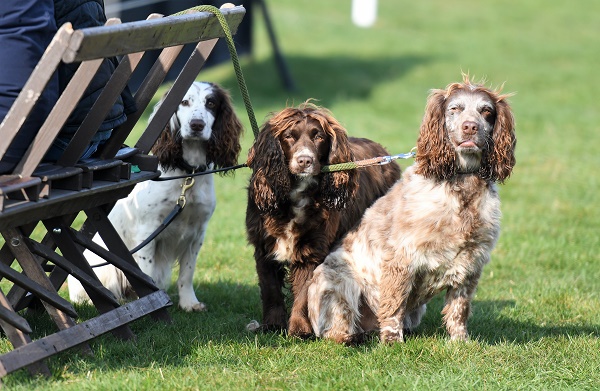 equestrian index equestrian news dogs