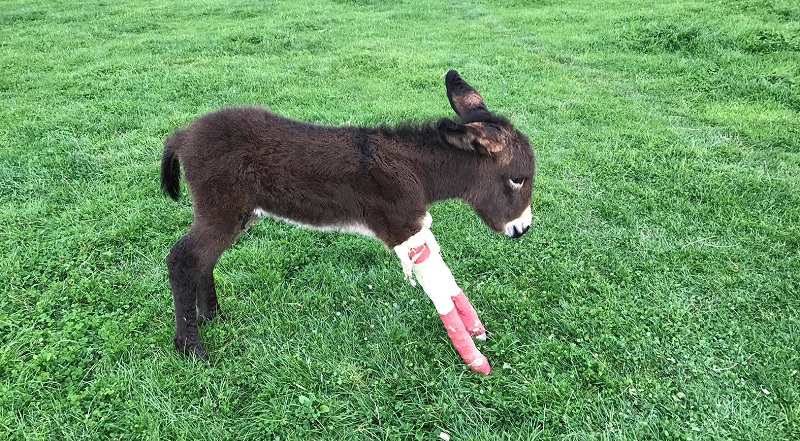 new legs for the donkey