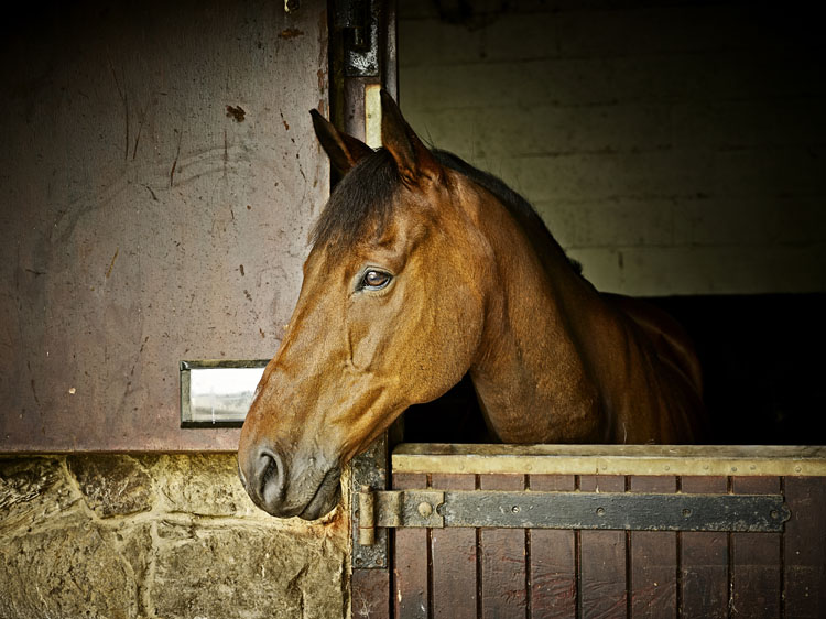 Horsehage equestrian index newsletter