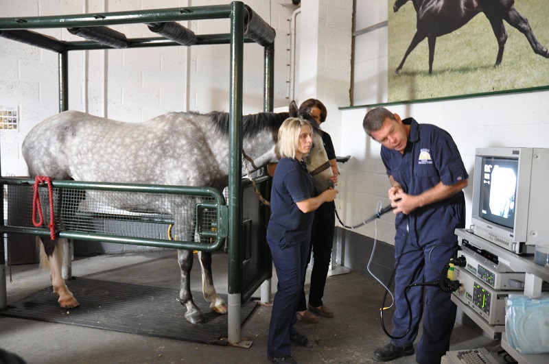 Owners still need to do more to manage equine gastric ulcers