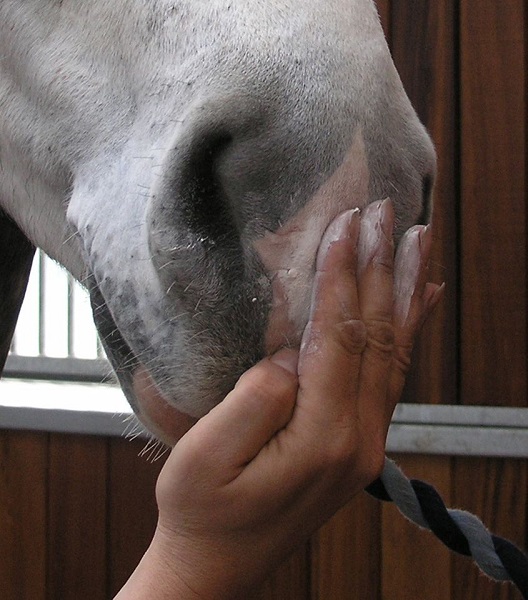 Equestrian News Equestrian Index sun