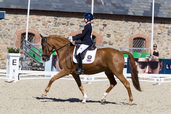 equestrian index equestrian news gigolo