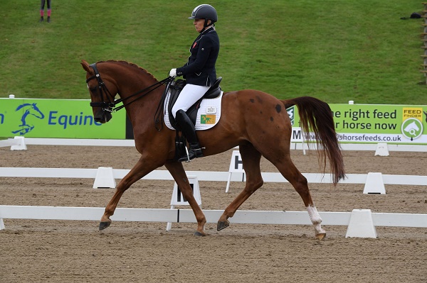 equestrian index equestrian news harvey