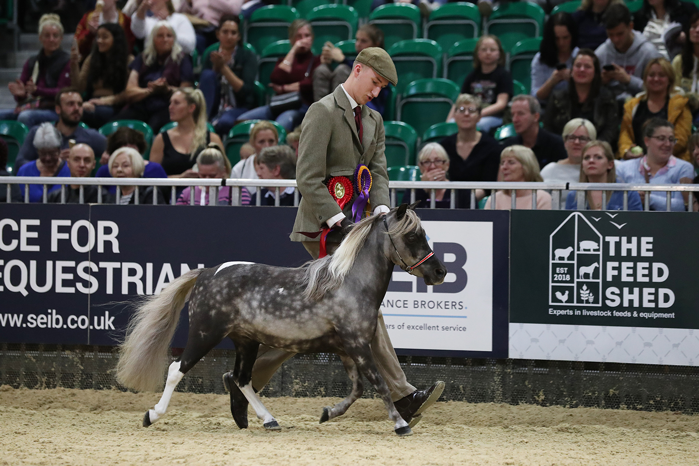 Miniature horse championships HOYS