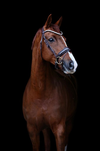 equestrian index equestrian news spangle