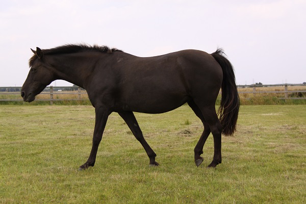 Equestrian Index Equestrian News pepper