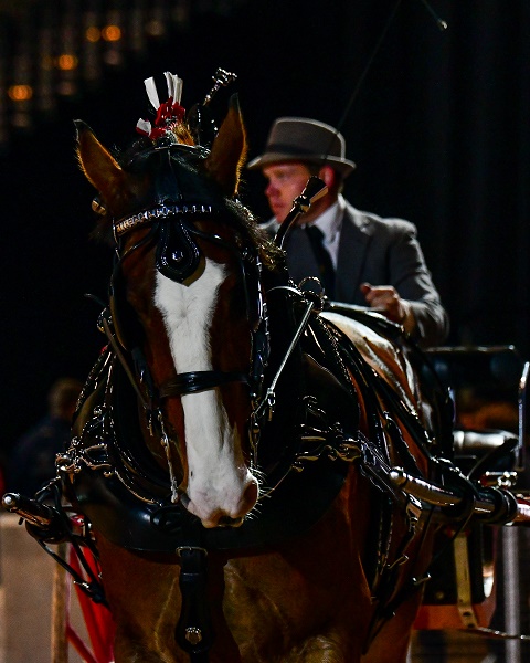 equestrian index equestrian news heavy