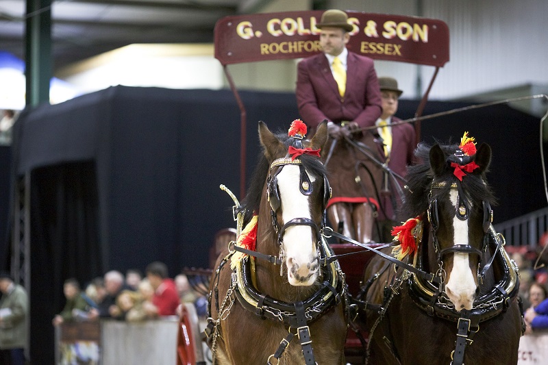 Shire horse show