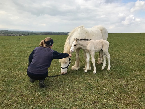 equestrian news equestrian index primrose