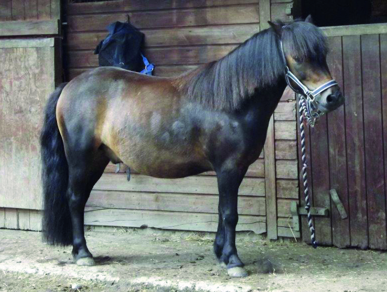 equestrian news redwings news article pudding