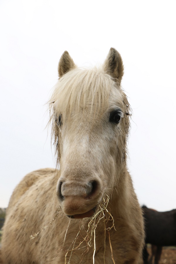 equestrian index equestrian news paget