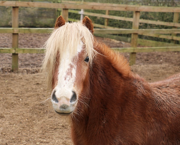 equestrian index equestrian news royal