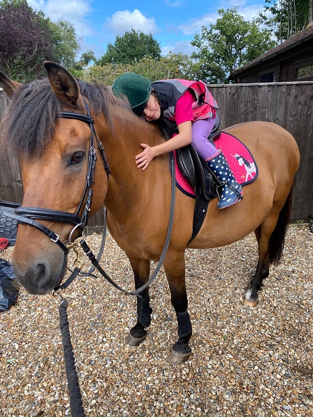 equestrian index equestrian news rocko