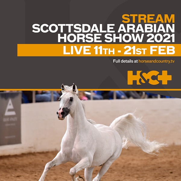 equestrian index equestrian news arabs