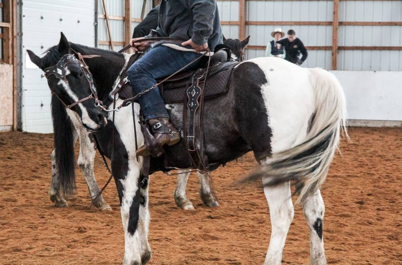 colt horsemanship ranch rider