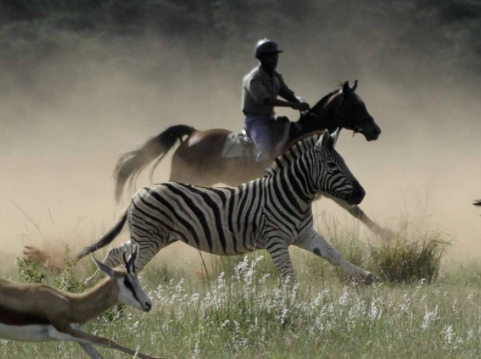 zebras ranch rider