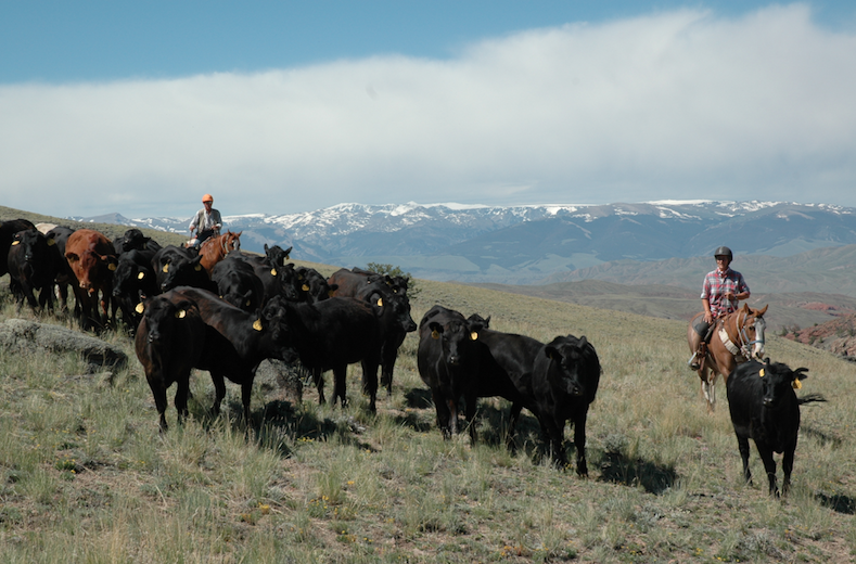 bitterroot ranch herding