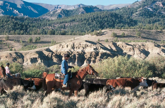 bitterroot ranch ranch rider