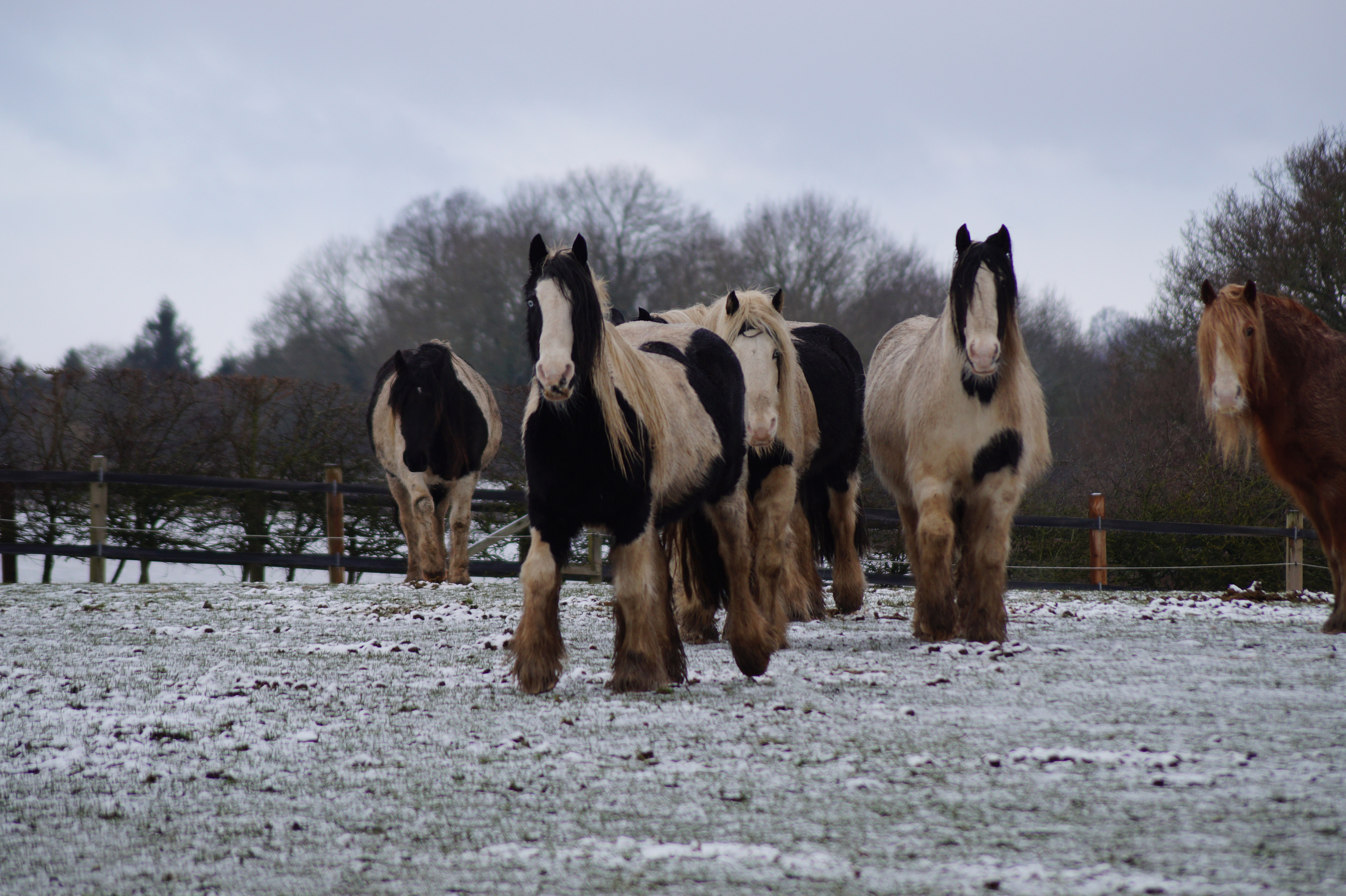 Redwings straw study news equestrian index news Redwings Straw Study horses