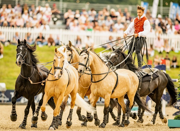 equestrian index equestrian news stunt