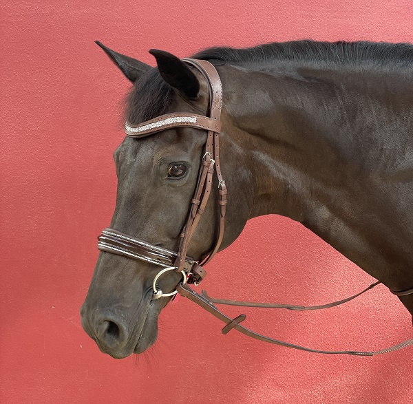 equestrian index equestrian news band