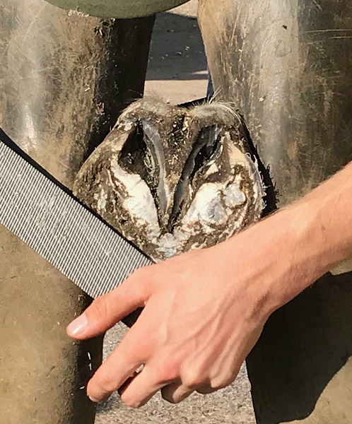 equestrian news equestrian index frog