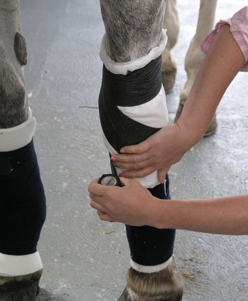 Equestrian Index Equestrian News knee