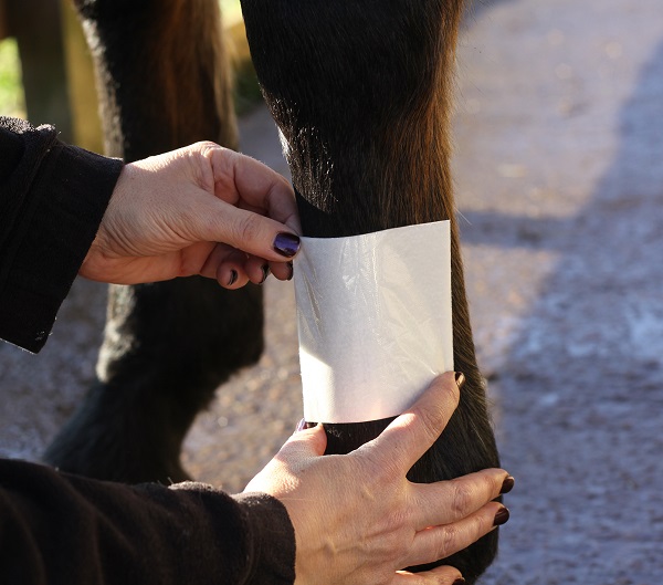 primary layer wound dressing