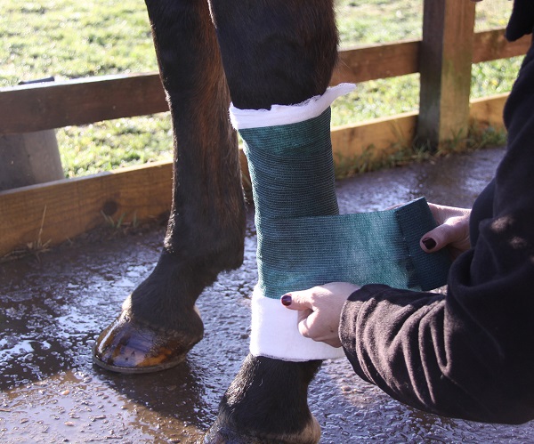 tertiary layer bandaging a horse