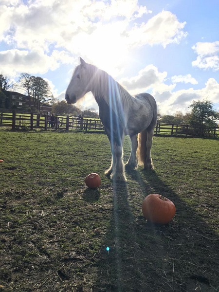 Equestrian News Equestrian Index tino